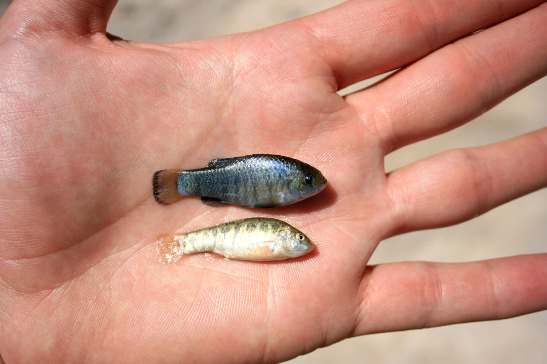 Amargosa pupfish from Death Valley region
